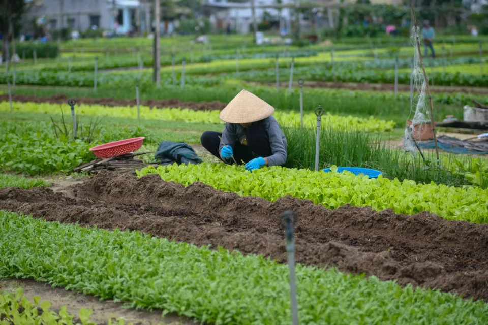 Túi gạo đã đóng gói