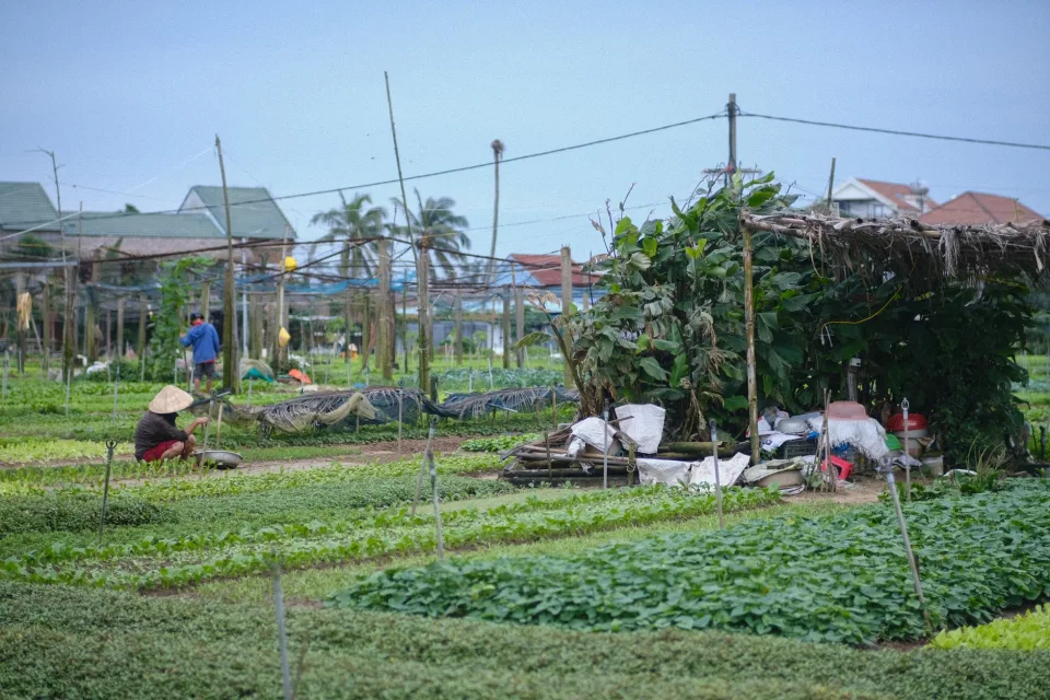 Hộp trái cây theo mùa